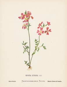 Fleurs sauvages de la Terre Sainte : Ricotia Lunaria, Stock de roche