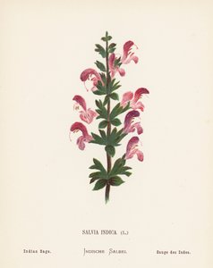 Fleurs sauvages de la Terre Sainte : Salvia Indica, Sauge indienne