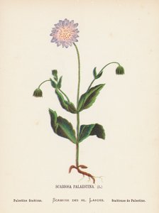 Fleurs Sauvages de la Terre Sainte : Scabiosa Palaestina ; Scabieuse de Palestine - Hannah Zeller