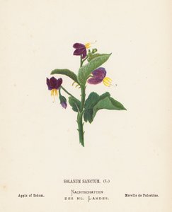 Fleurs sauvages de la Terre Sainte : Solanum Sanctum, Pomme de Sodome
