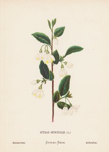 Fleurs sauvages de la Terre Sainte : Styrax Officinalis ; Storax
