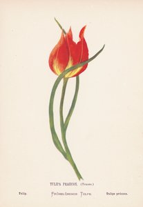 Fleurs sauvages de la Terre Sainte : Tulipa Praecox, Tenore ; Tulipe