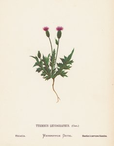 Fleurs sauvages de la Terre Sainte : Tyrimnus Leucographus, Cass; Chardon