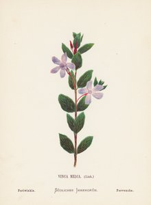 Fleurs sauvages de la Terre Sainte : Vinca Media, Pervenche