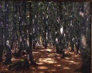 Forêt ensoleillée