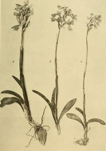 Annales du Musée royal d