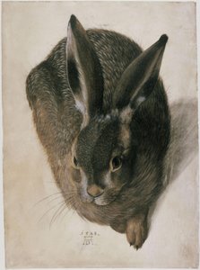 Un lièvre couché, vu de face - Hans Hoffmann