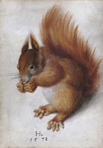 Écureuil rouge - Hans Hoffmann
