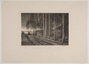 Jour de pluie dans la forêt de sapins
