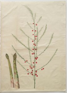 Asparagus officinalis de l
