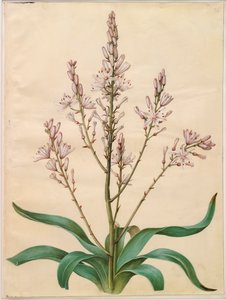 Asphodelus ramosus de l