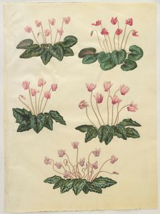 Cyclamen purprascens de l