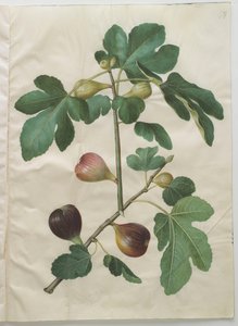 Ficus carica de l