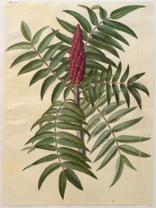 Rhus typhina de l