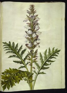 Acanthus hungaricus (acanthe de Hongrie)