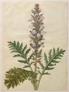 Acanthus mollis - Hans Simon Holtzbecker