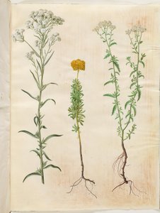 Achillea ptarmica (achillée sternutatoire); Achillea ageratum (achillée balsamite); Achillea millefolium (achillée millefeuille)