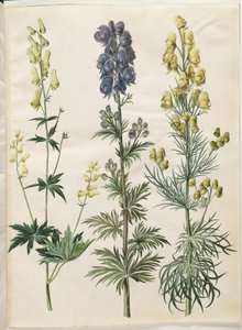 Aconitum lycoctonum (aconit du nord); Aconitum napellus (aconit napel); Aconitum anthora (aconit anthore)