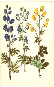 Aconitum napellus (?) (aconit); Aconitum variegatum, peut-être Aconitum ×cammarum (?) (aconit panaché, peut-être aconit de jardin); Aconitum anthora (aconit à feuilles fines)
