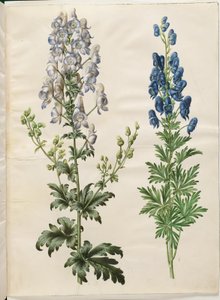 Aconitum variegatum (aconit panaché) ; Aconitum napellus (aconit napel) - Hans Simon Holtzbecker
