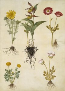 Adonis vernalis; Cypripedium calceolus; Ranunculus asiaticus; Ranunculus - Hans Simon Holtzbecker