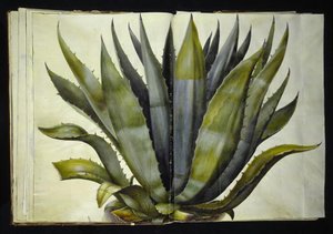 Agave américaine (agave commun) - Hans Simon Holtzbecker
