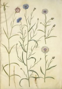 Agrostemma githago (clinopode commun); Centaurea cyanus (bleuet) - Hans Simon Holtzbecker