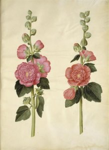 Alcea rosea - Hans Simon Holtzbecker