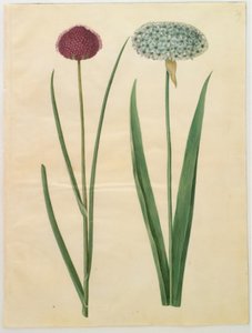 Allium sphaerocephalon (ail ornemental méditerranéen); Allium nigrum (ail noir) - Hans Simon Holtzbecker