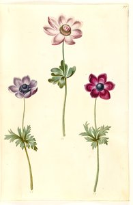 Anémone couronnée (anémone de France)