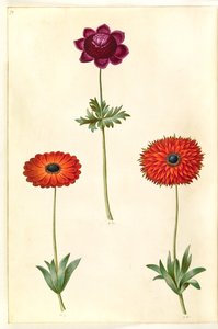 Anemone coronaria (anémone de France); Anemone ×fulgens (anémone brillante)