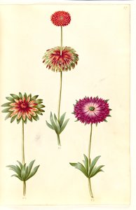 Anémone × fulgens (anémone brillante)