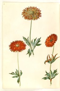 Anémone ×fulgens - Hans Simon Holtzbecker