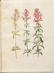 Antirrhinum majus (muflier) - Hans Simon Holtzbecker