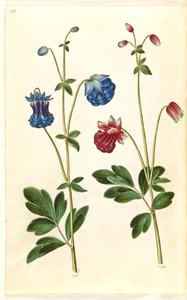 Aquilegia vulgaris (ancolie commune) - Hans Simon Holtzbecker