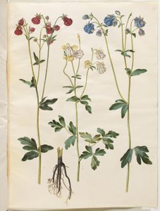 Aquilegia vulgaris (ancolie commune) - Hans Simon Holtzbecker
