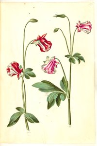 Aquilegia vulgaris (ancolie commune)