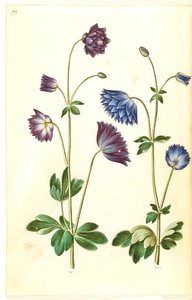 Aquilegia vulgaris (ancolie commune)