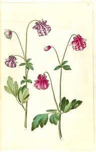 Aquilegia vulgaris (ancolie commune)