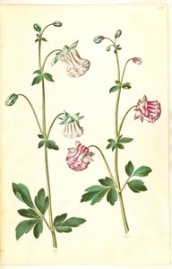 Aquilegia vulgaris (ancolie commune)