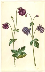 Aquilegia vulgaris (ancolie commune)