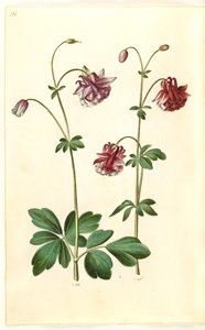 Ancolie commune (Aquilegia vulgaris)