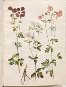 Ancolie commune (Aquilegia vulgaris) - Hans Simon Holtzbecker