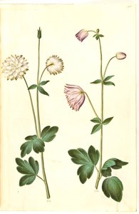 Aquilegia vulgaris (ancolie commune)
