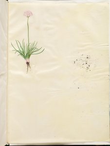 Armeria maritima (gazon d