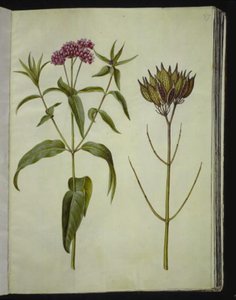 Asclepias incarnata (plante de soie rose)