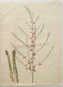 Asparagus officinalis - Hans Simon Holtzbecker
