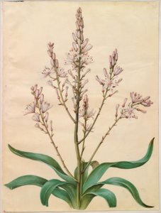 Asphodelus ramosus (asphodèle rameux) - Hans Simon Holtzbecker