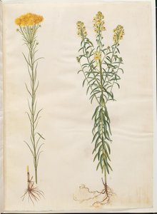 Aster linosyris (aster doré); Linaria vulgaris (linaire commune) - Hans Simon Holtzbecker