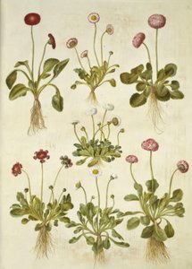 Bellis perennis (pâquerette commune)